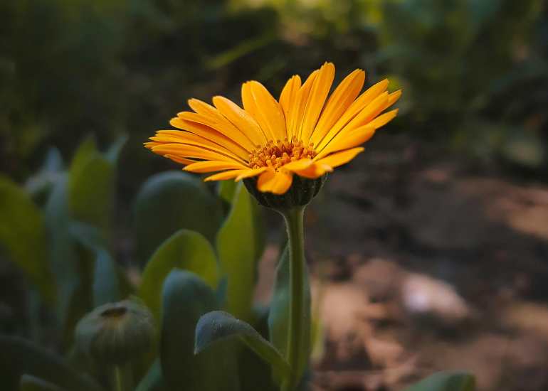 Flora-at-Periyar-National-Park.jpg