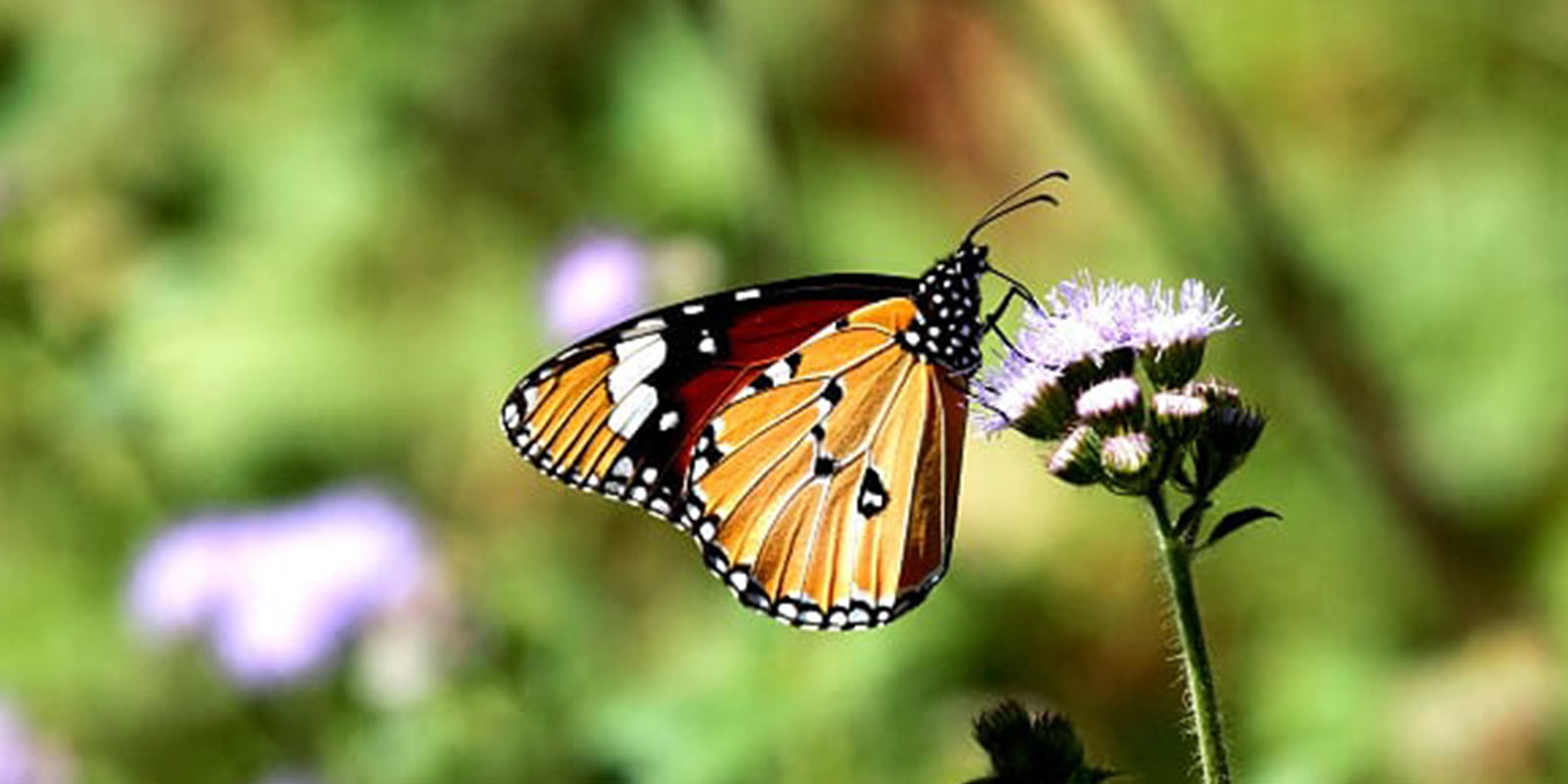 kanha-jungle-lodge10.jpg