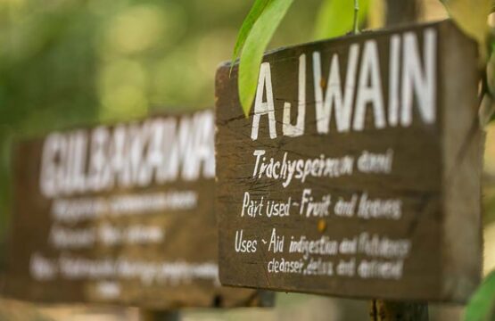 kanha-jungle-lodge3-2.jpg