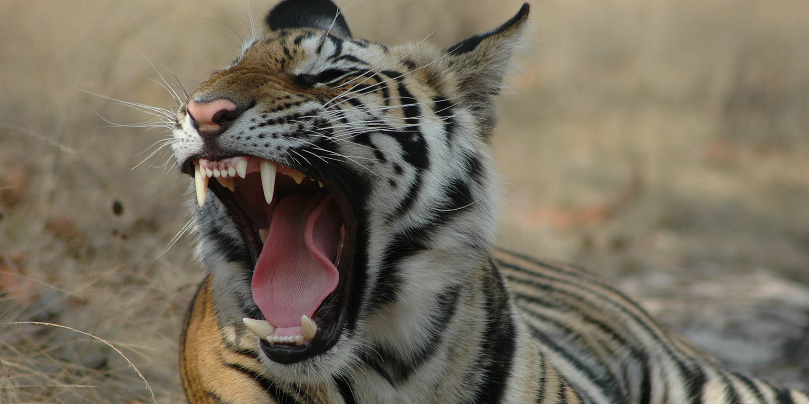 kanha-jungle-lodge7.jpg