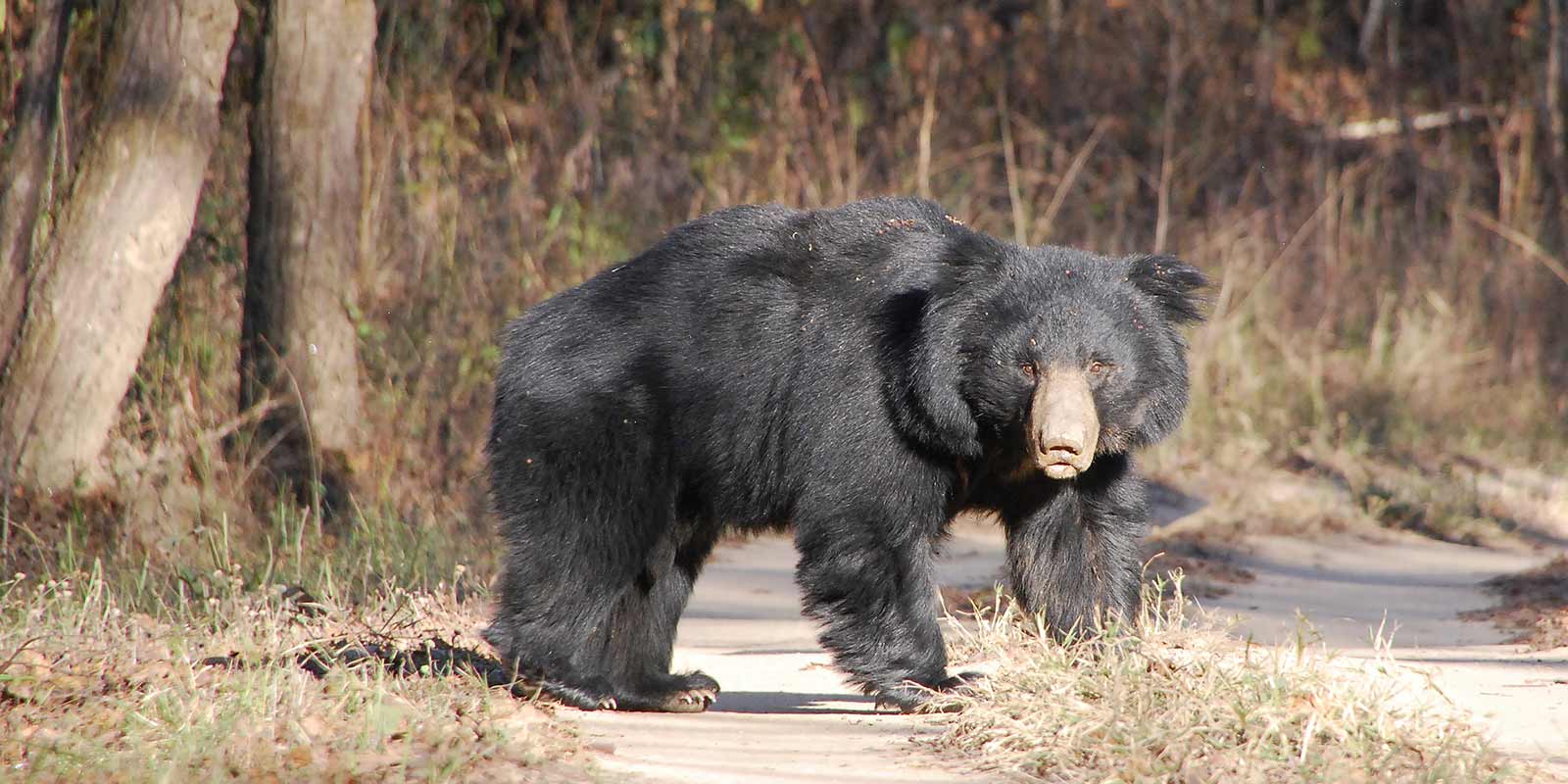 kanha-jungle-lodge8.jpg