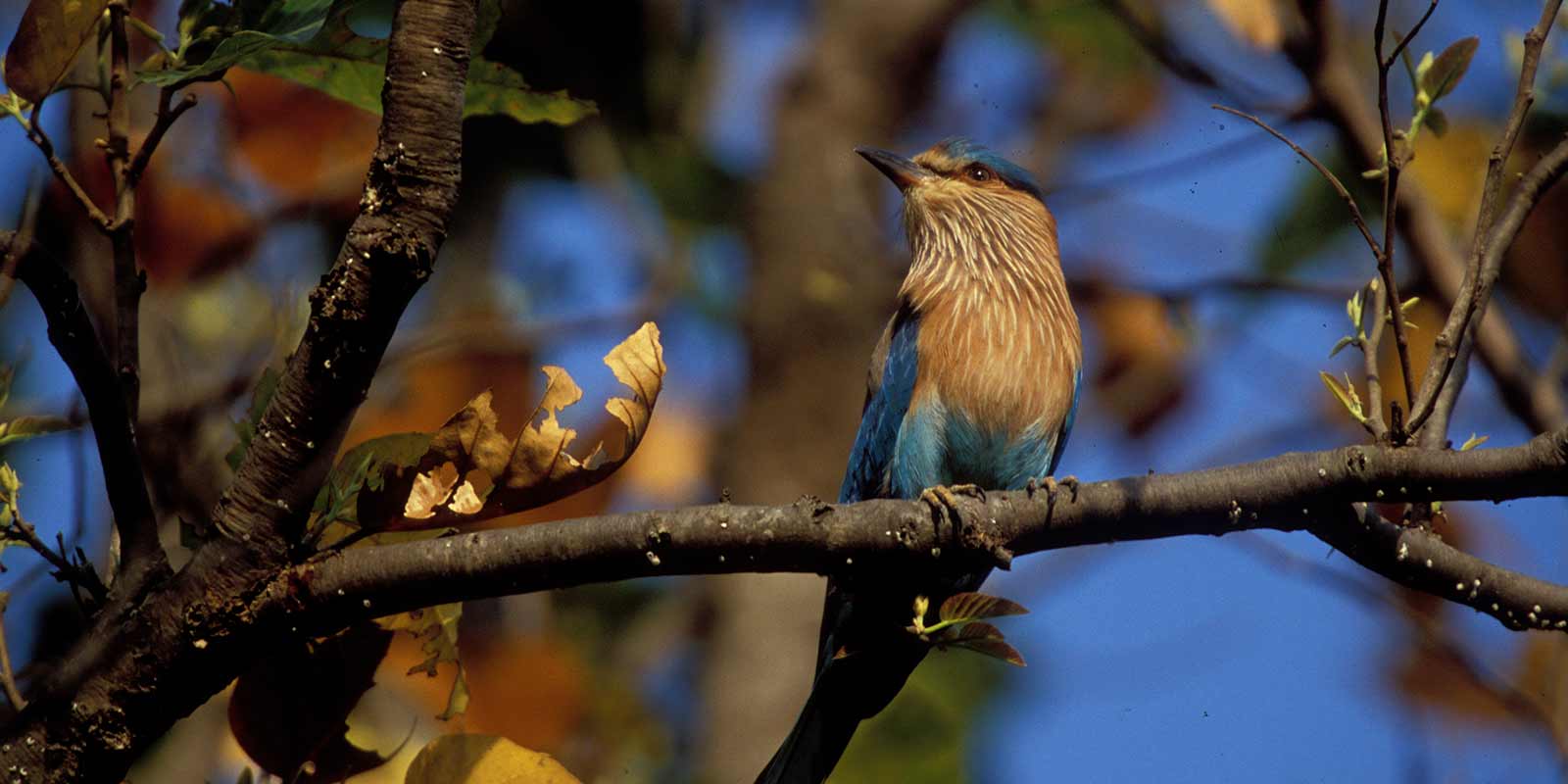 kanha-jungle-lodge9.jpg