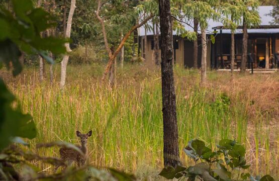 reni-peni-jungle-lodge5-4.jpg