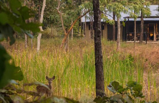reni-peni-jungle-lodge8-2.jpg