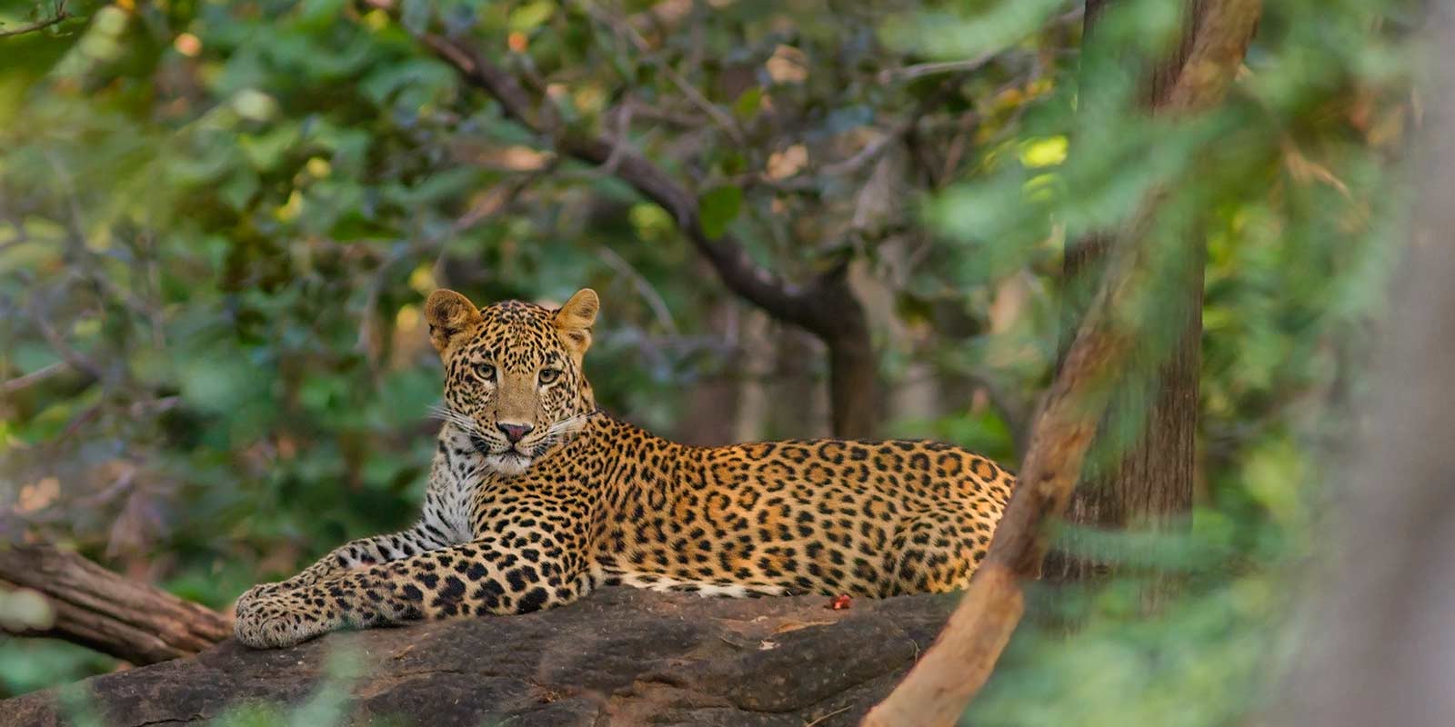 reni-peni-jungle-lodge8.jpg