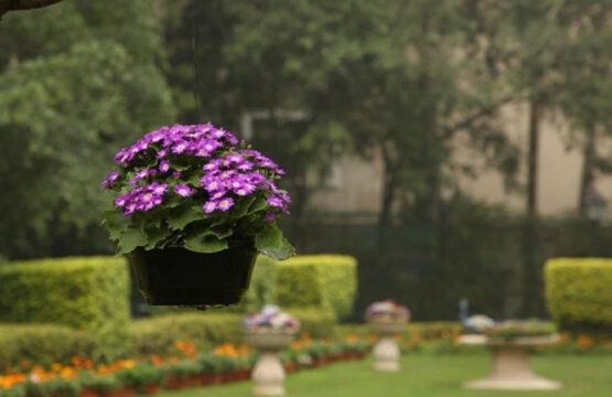 taj-palace7-1.jpg