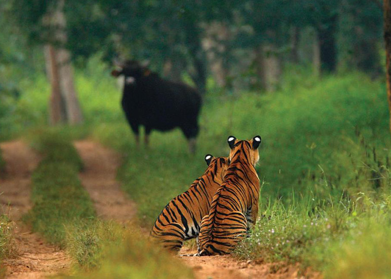 the-serai-bandipur.jpg