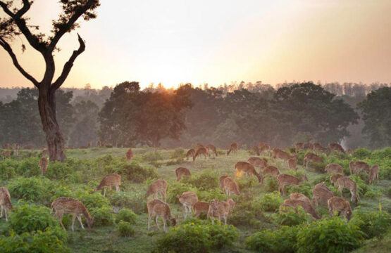 the-serai-bandipur3-2.jpg