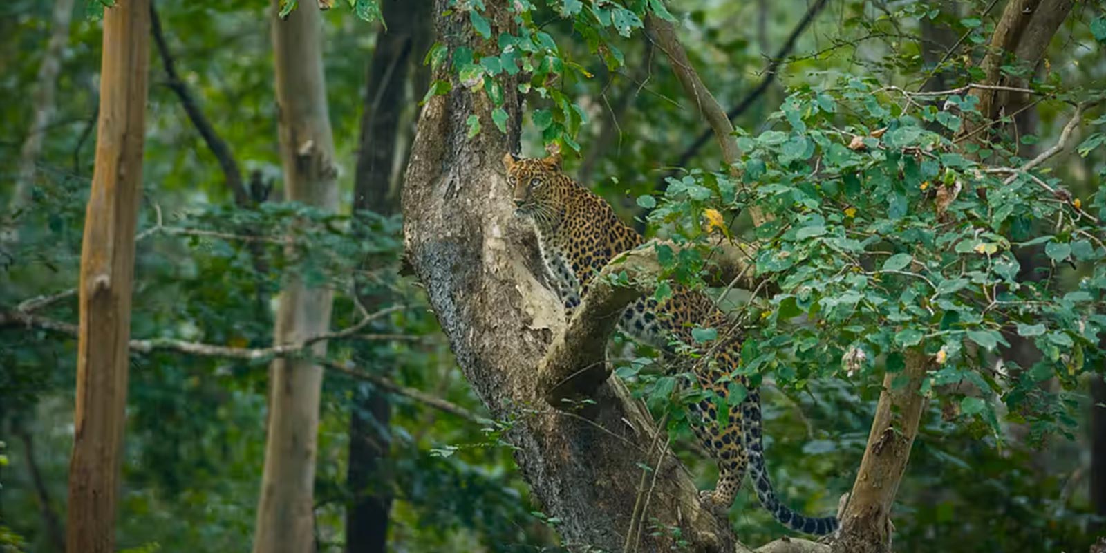 the-serai-kabini2.jpg