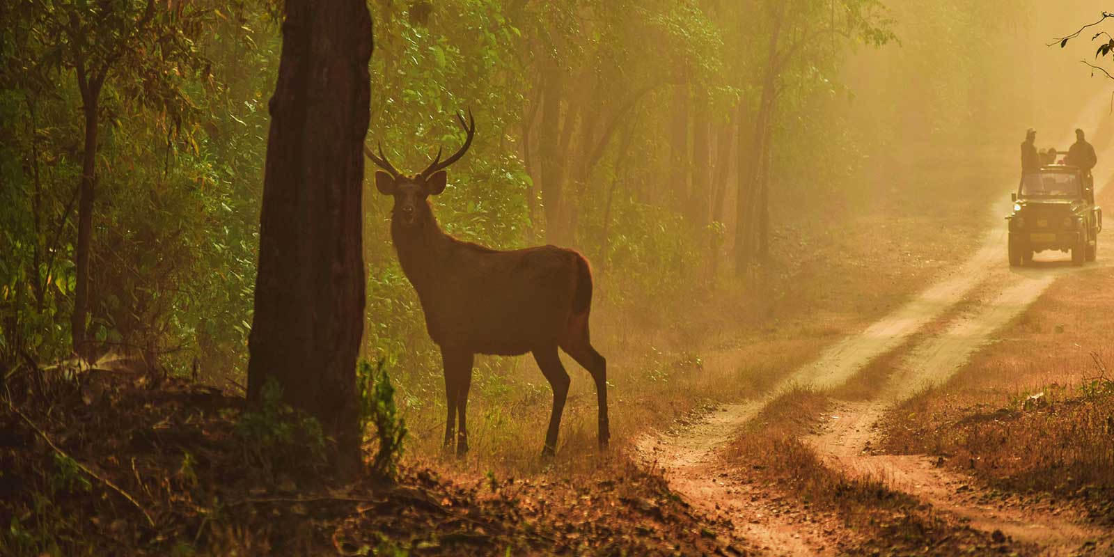wildlife-journey-of-india1.jpg