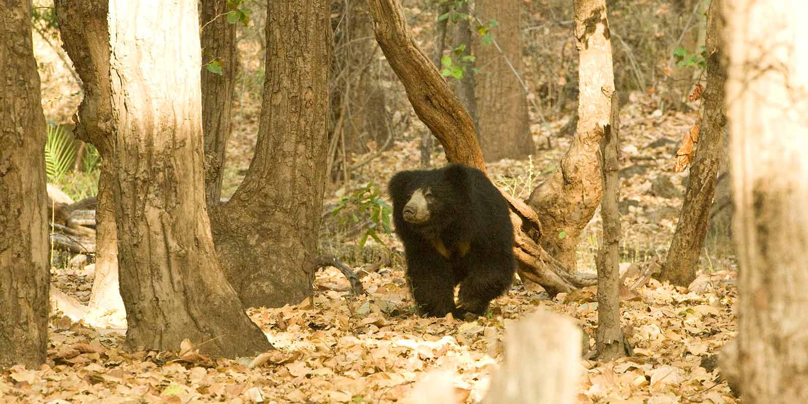 wildlife-journey-of-india2.jpg