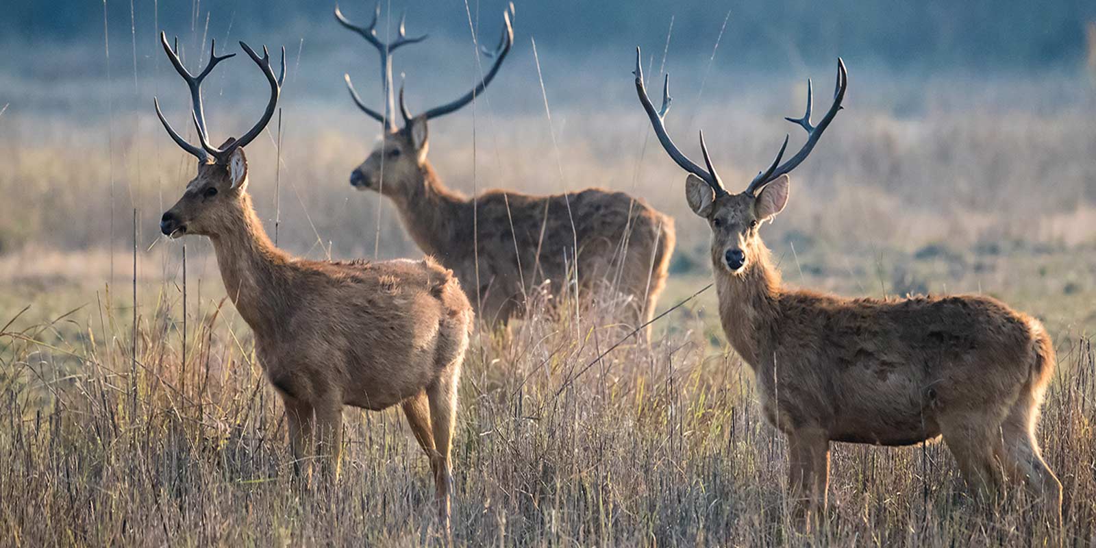 wildlife-journey-of-india3.jpg