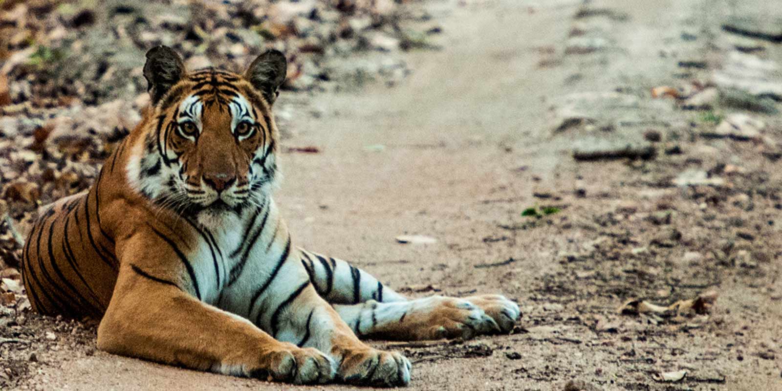 wildlife-journey-of-india4.jpg