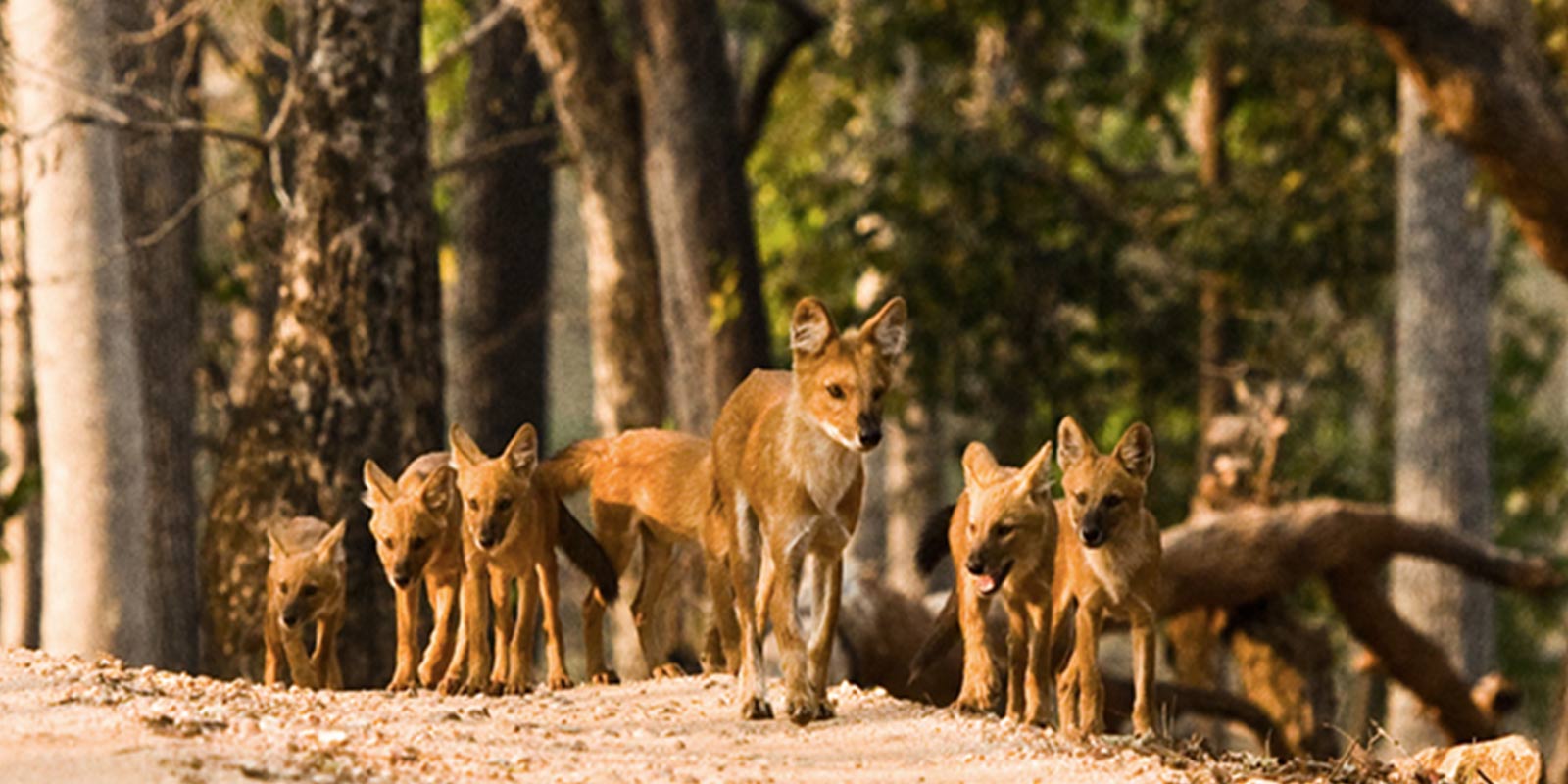 wildlife-journey-of-india5.jpg