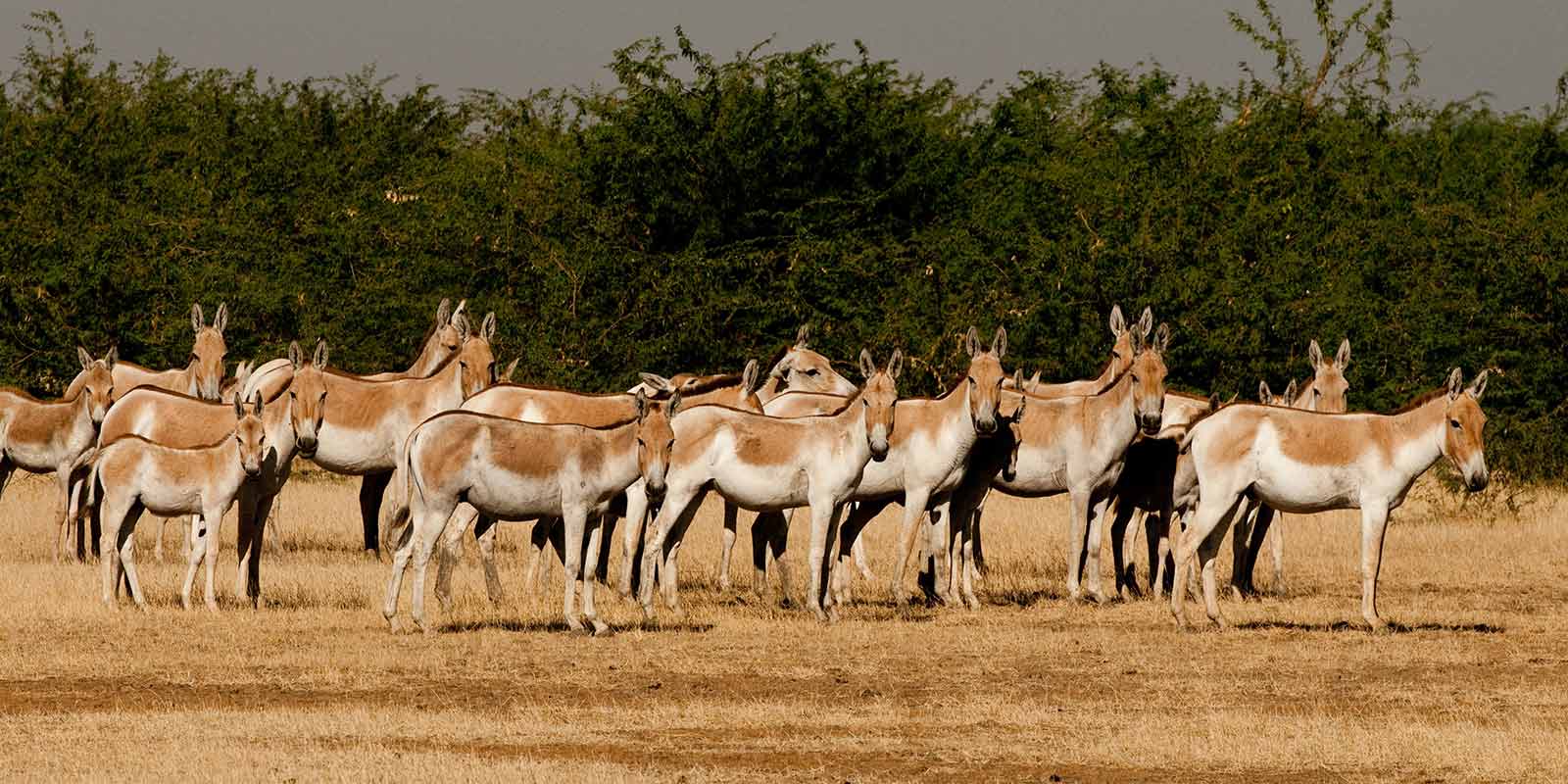 wildlife-journey-of-india6.jpg