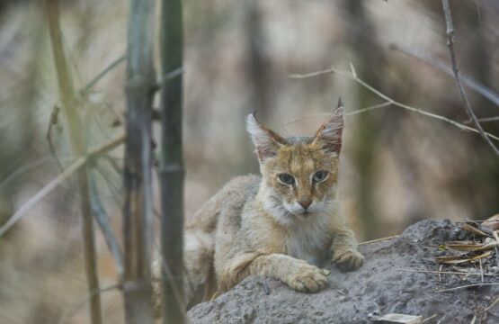 A-Wild-cat-resting-on-a-rock-surrounded-by-trees-in-Kanha-National-Park-India-1-555x360.jpg