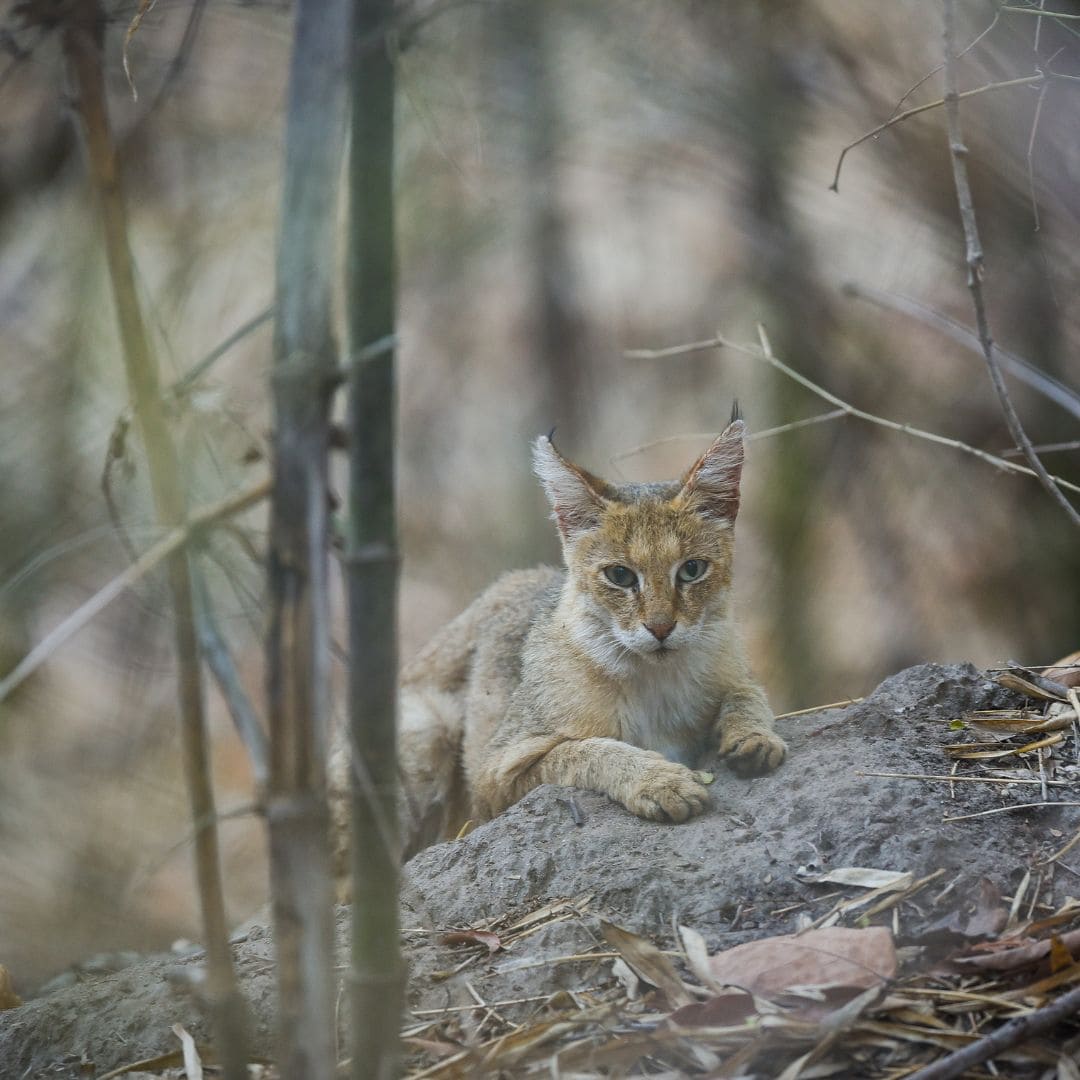 A-Wild-cat-resting-on-a-rock-surrounded-by-trees-in-Kanha-National-Park-India-1.jpg