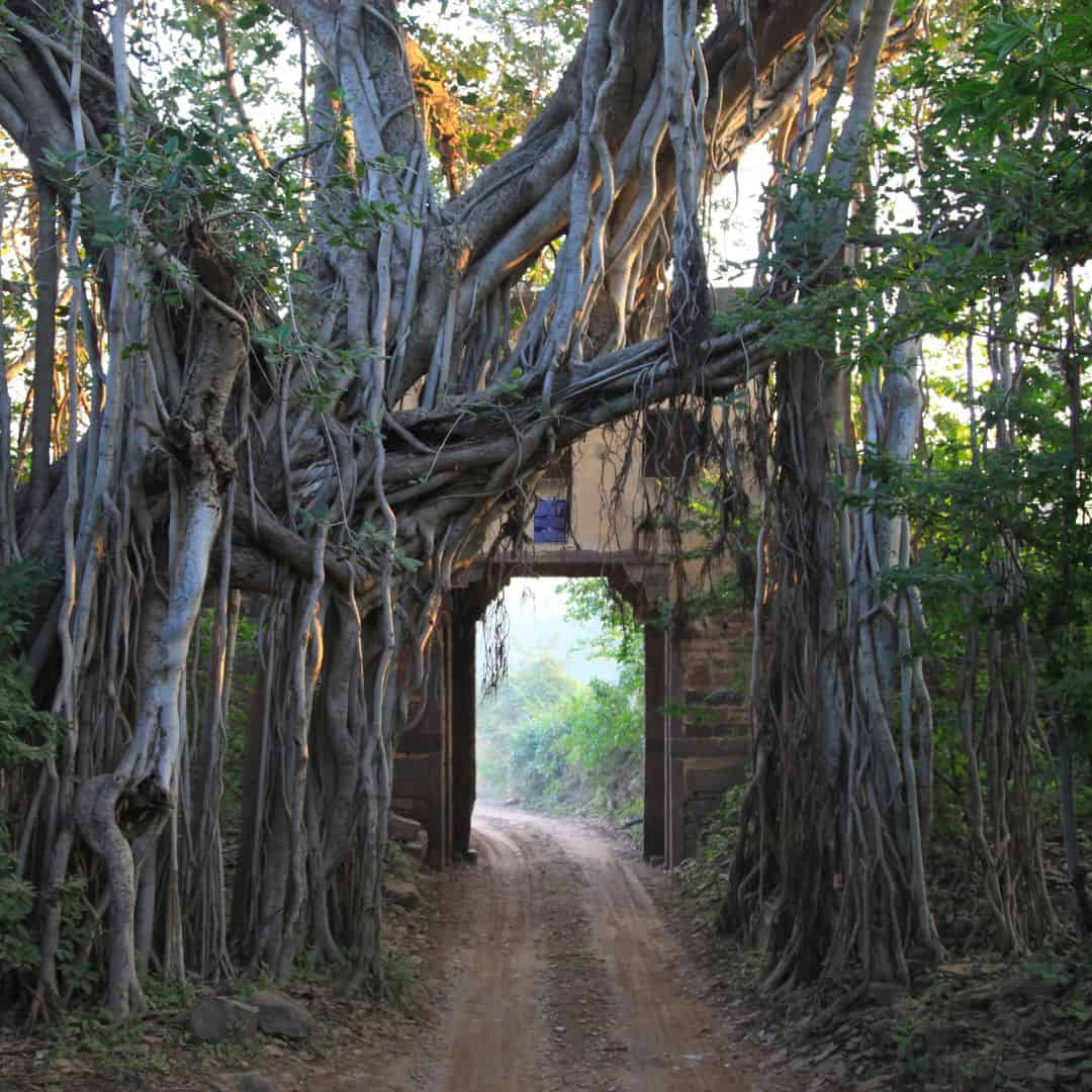 A banyan tree grows in the center of a road, highlighting the unique landscape of Ranthambore Safari Experience, India A banyan tree grows in the center of a road highlighting the unique landscape of Ranthambore Safari Experience India