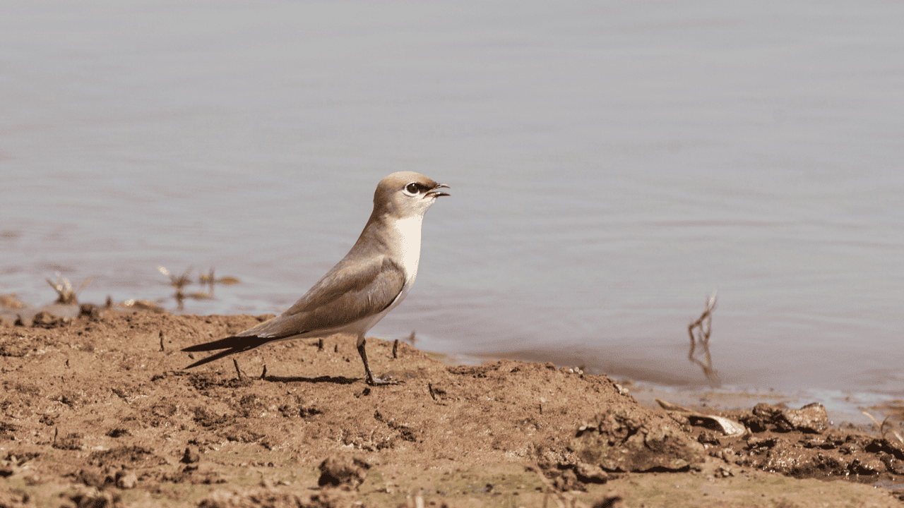 A-bird-on-the-shoreline-of-a-water-body-in-Satpura-National-Park-1.png
