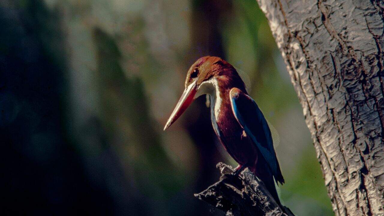 A-bird-perched-on-a-tree-branch-at-Ranganathittu-Bird-Sanctuary.jpg