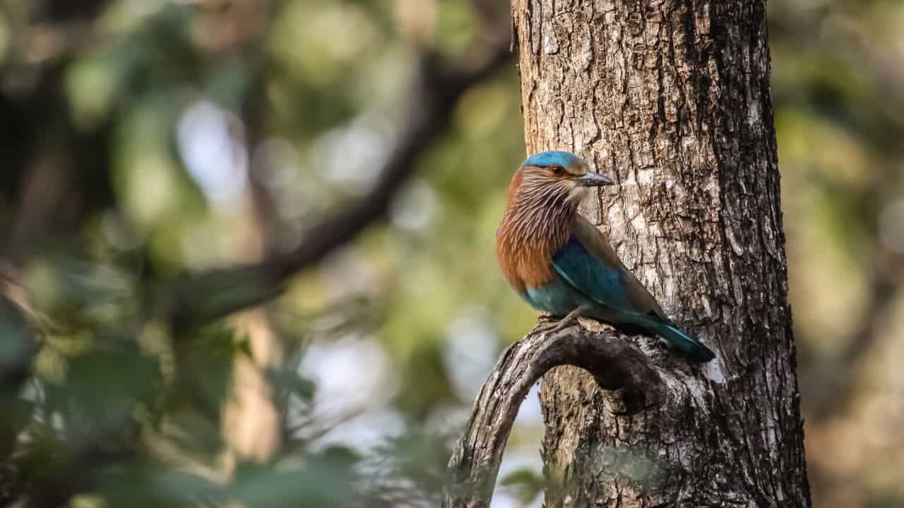 A-blue-and-green-bird-perched-on-a-tree-branch-in-Pench-National-Park-India.jpg