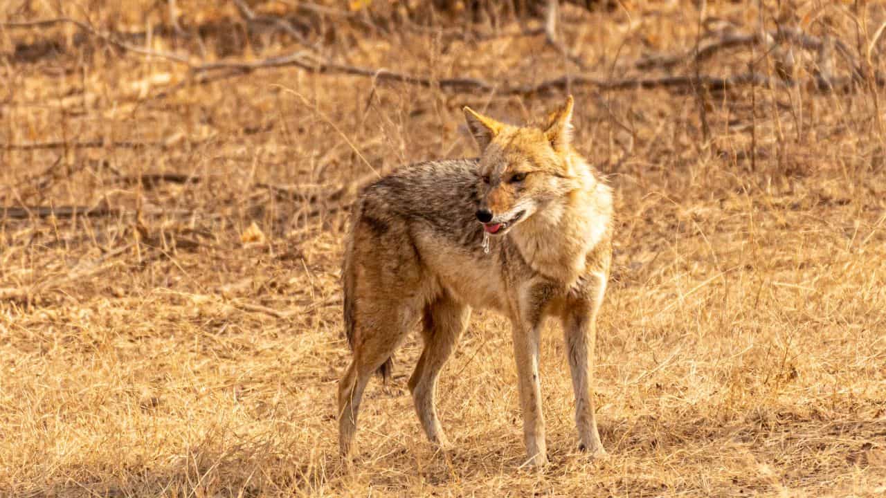 A-coyote-stands-in-the-grass-during-the-Ranthambore-Safari-Experience-in-India.jpg