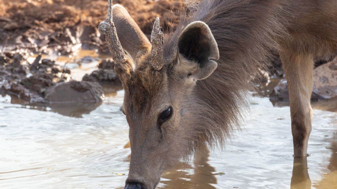 A-deer-bends-down-to-drink-from-a-stream-in-Ranthambore-India-showcasing-wildlife-in-its-natural-habitat.jpg