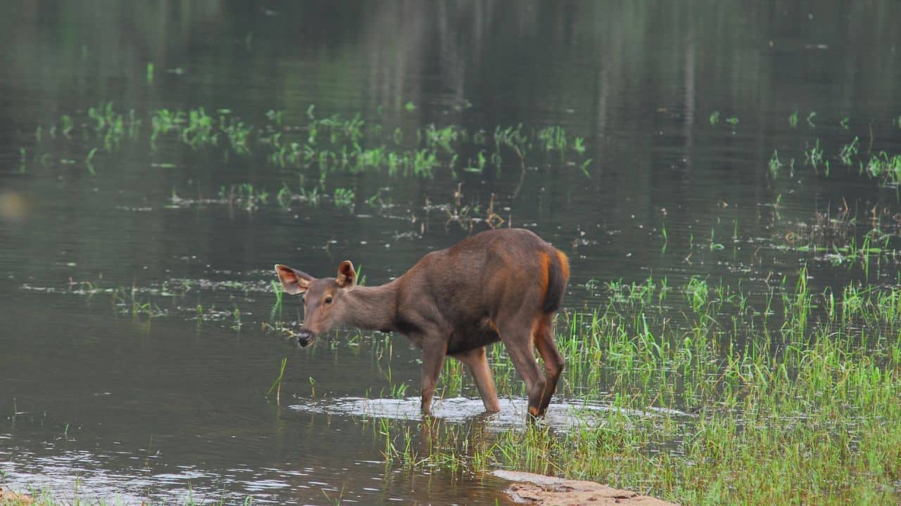 A-deer-stands-in-the-water-near-grass-in-Periyar-National-Park-India.jpg