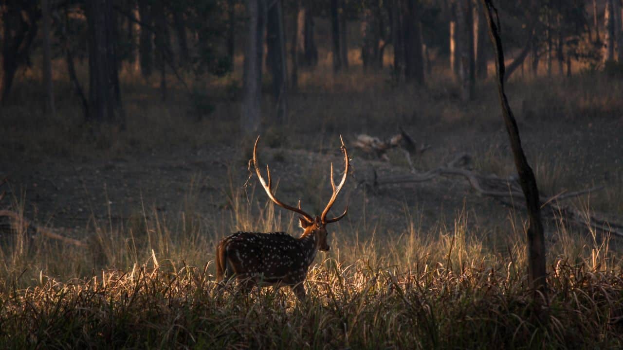 A-deer-with-large-antlers-walking-through-the-woods-of-Pench-National-Park-in-India.jpg