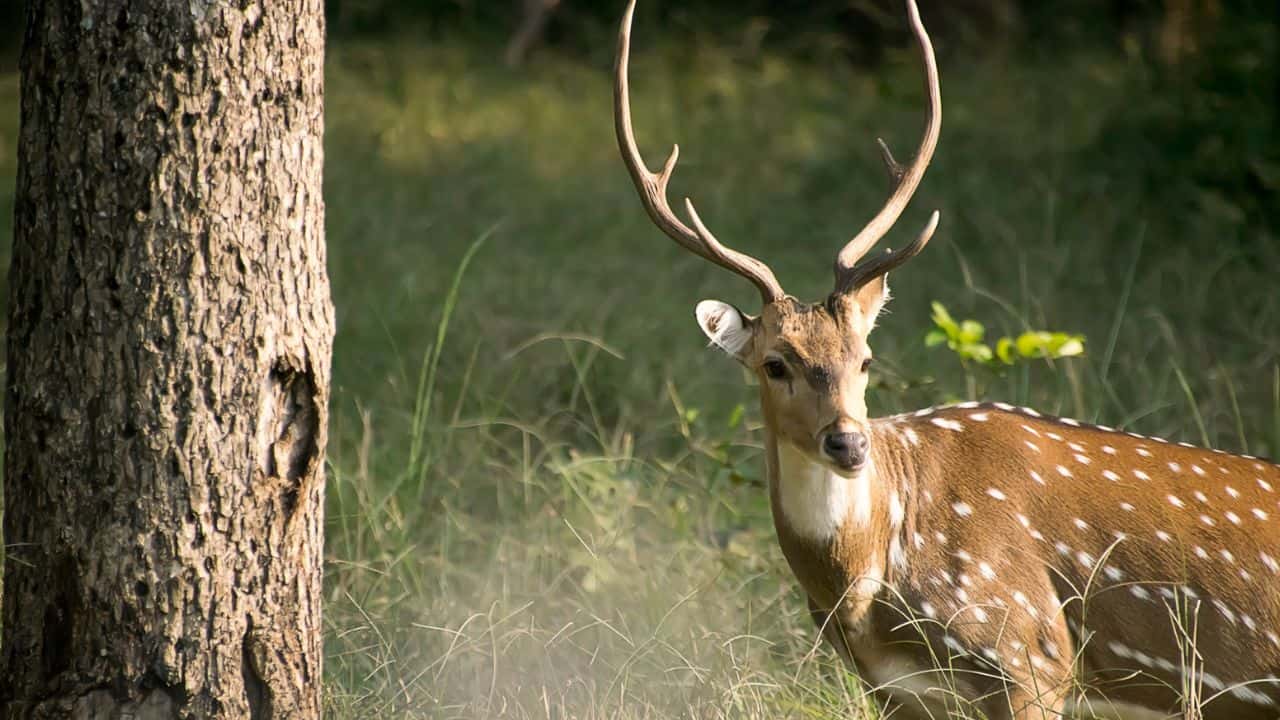 A-deer-with-large-horns-stands-in-the-grass-at-Kanha-National-Park-in-India.jpg