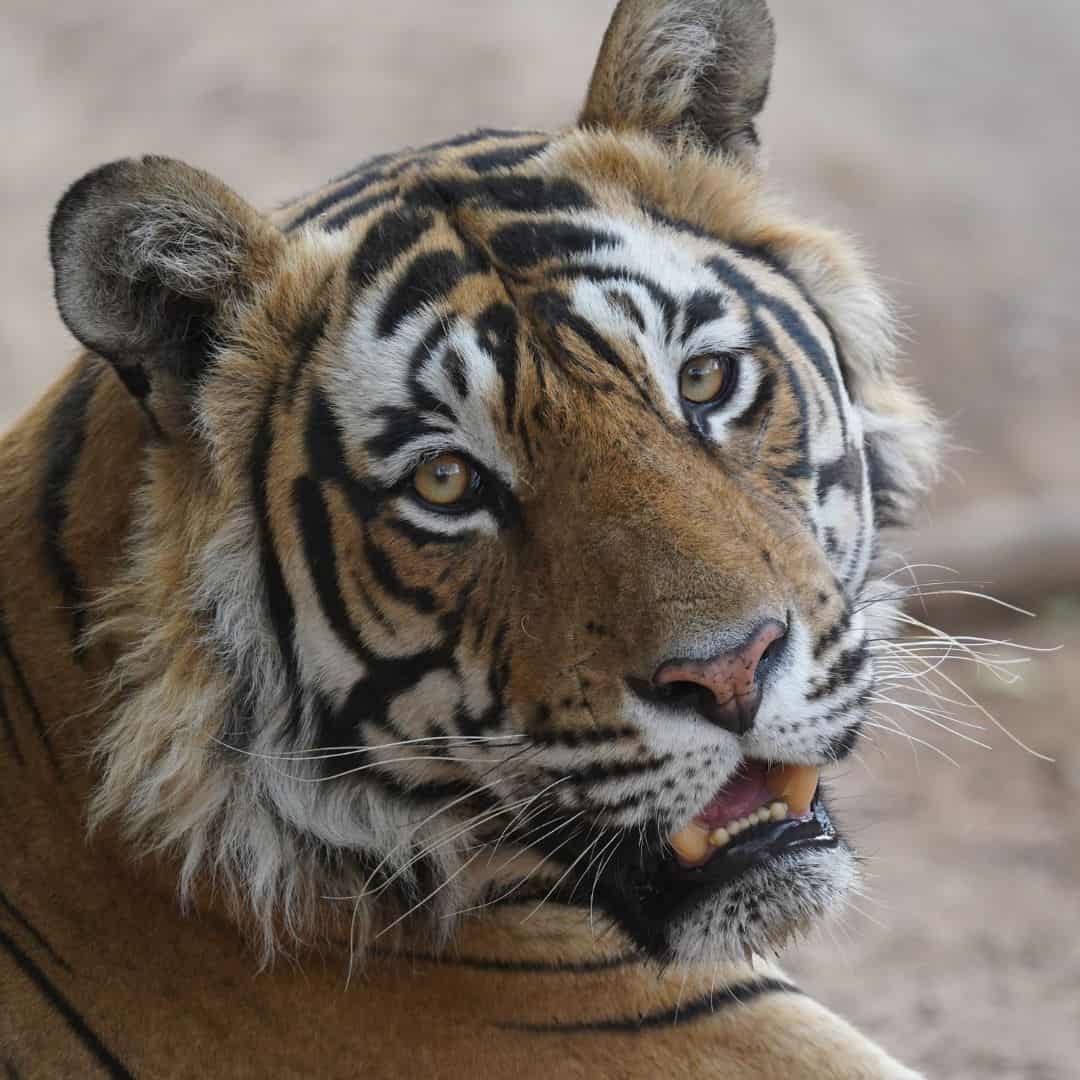 A detailed close-up of a tiger with its mouth open, captured during the Ranthambore Safari Experience in India A detailed close up of a tiger with its mouth open captured during the Ranthambore Safari Experience
