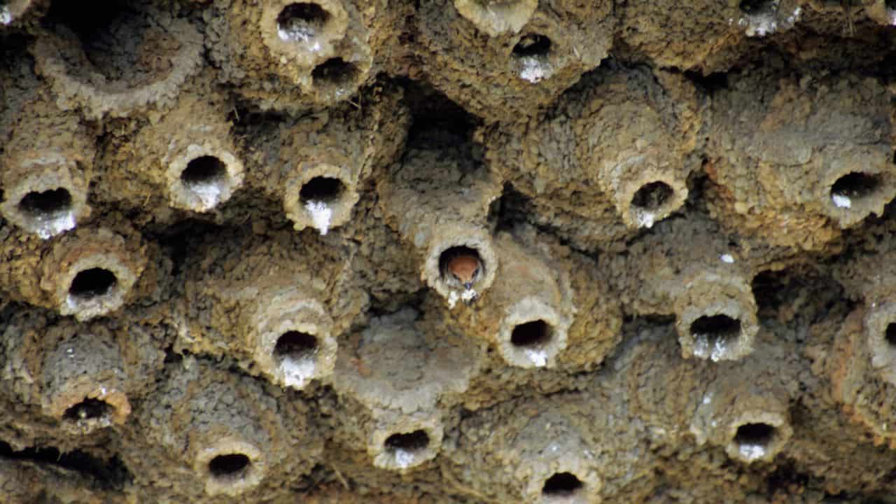 A-detailed-view-of-a-bird-nest-with-chicks-at-Ranganathittu-Bird-Sanctuary-India.jpg