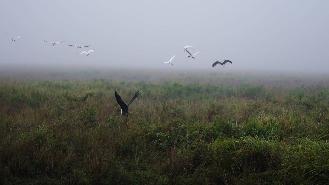 A-flock-of-birds-flies-over-the-tall-grass-of-Kaziranga-National-Park-in-India.jpg