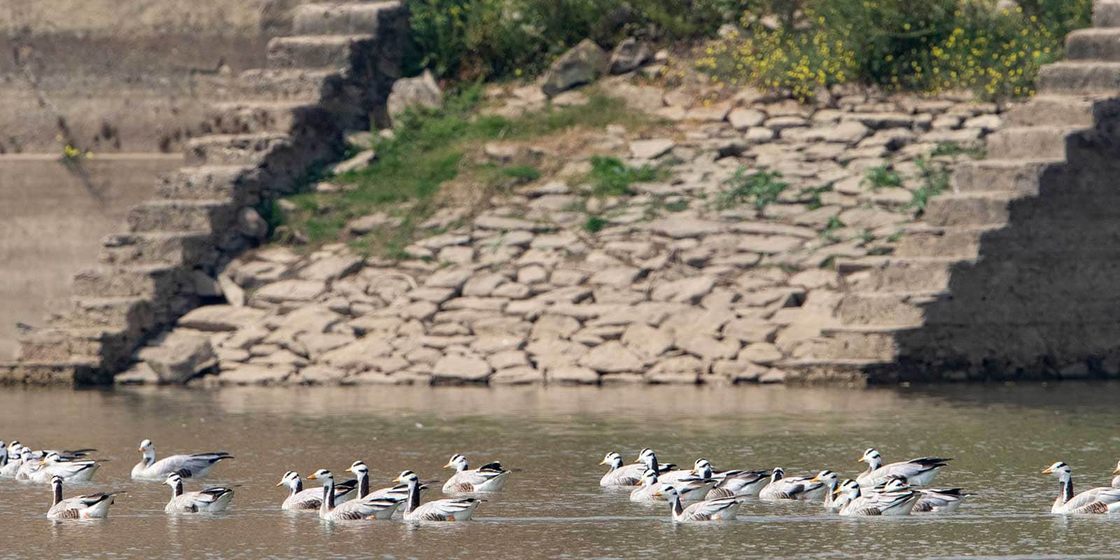 A-group-of-birds-gathered-in-water-highlighting-the-natural-wildlife-scene-in-Rajasthan-India.jpg