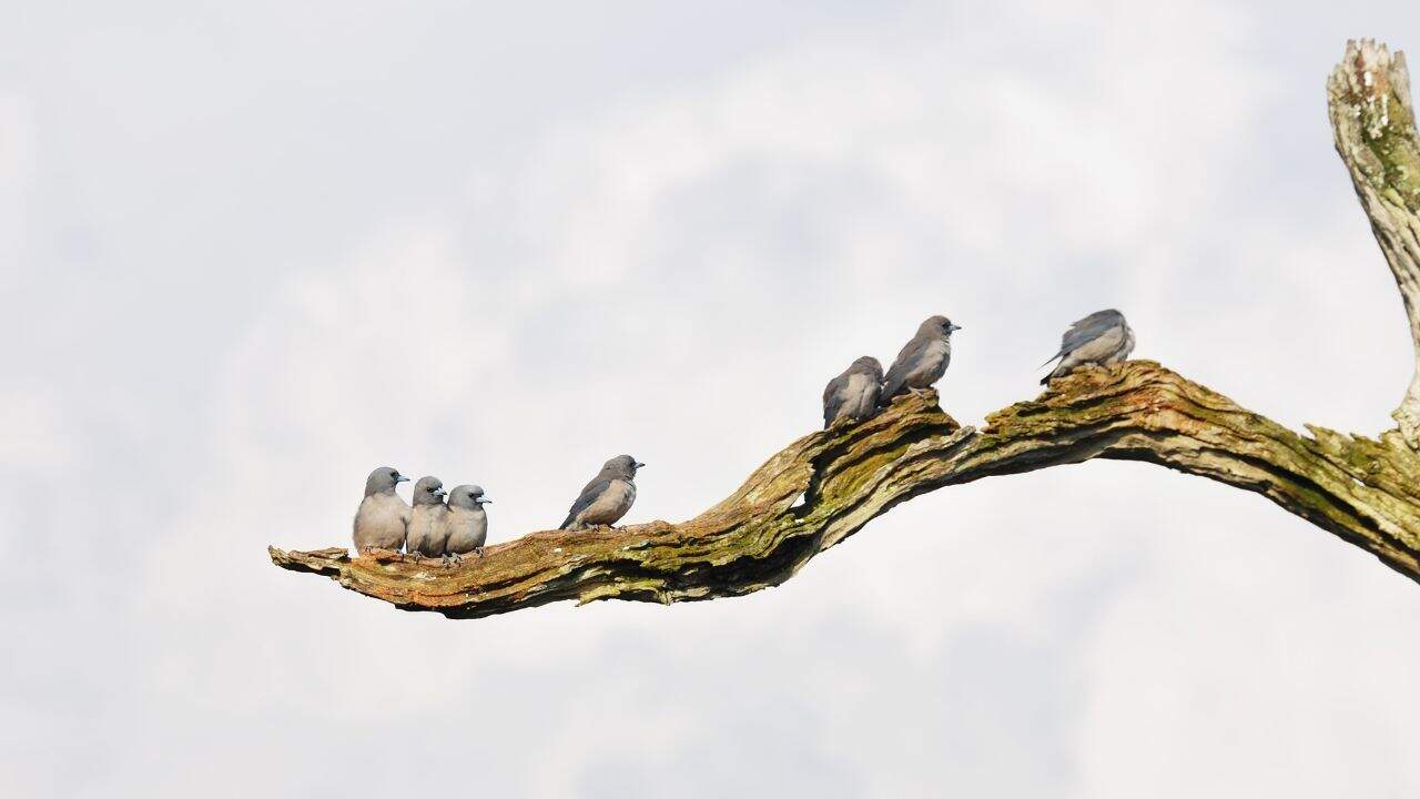 A-group-of-birds-perched-on-a-branch-in-Periyar-National-Park-India.jpg