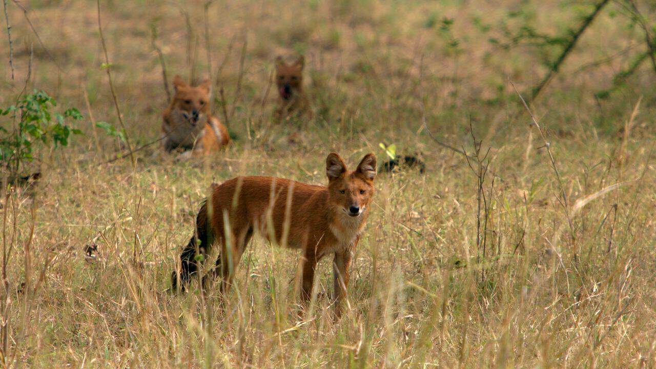 A-group-of-fox-grazing-in-a-lush-field-at-Kanha-National-Park-in-India.jpg