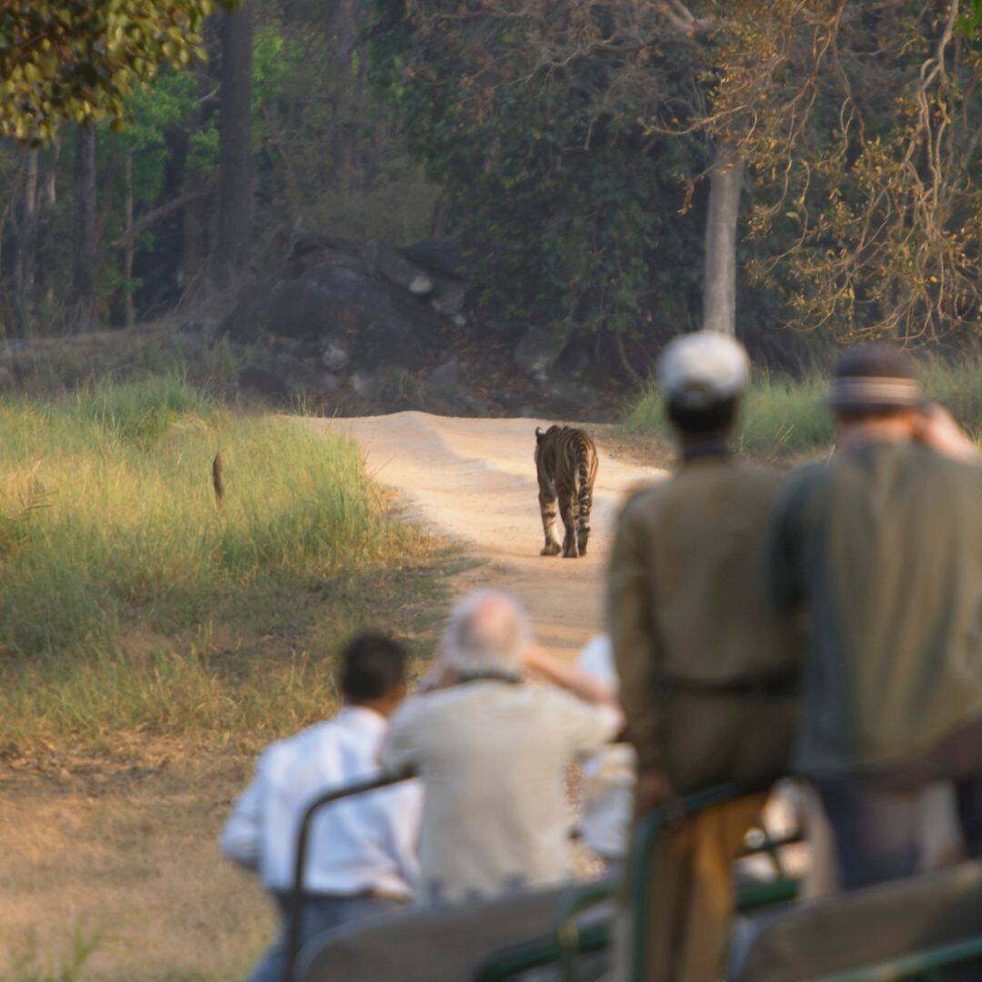 A group of people observing a leopard in Kanha National Park, India A group of people observing a leopard in Kanha National Park India