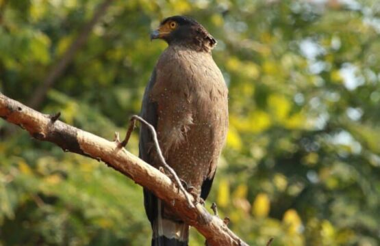 A-hawk-perched-on-a-branch-in-Nagarhole-National-Park-India-surrounded-by-lush-forest-greenery-555x360.jpg