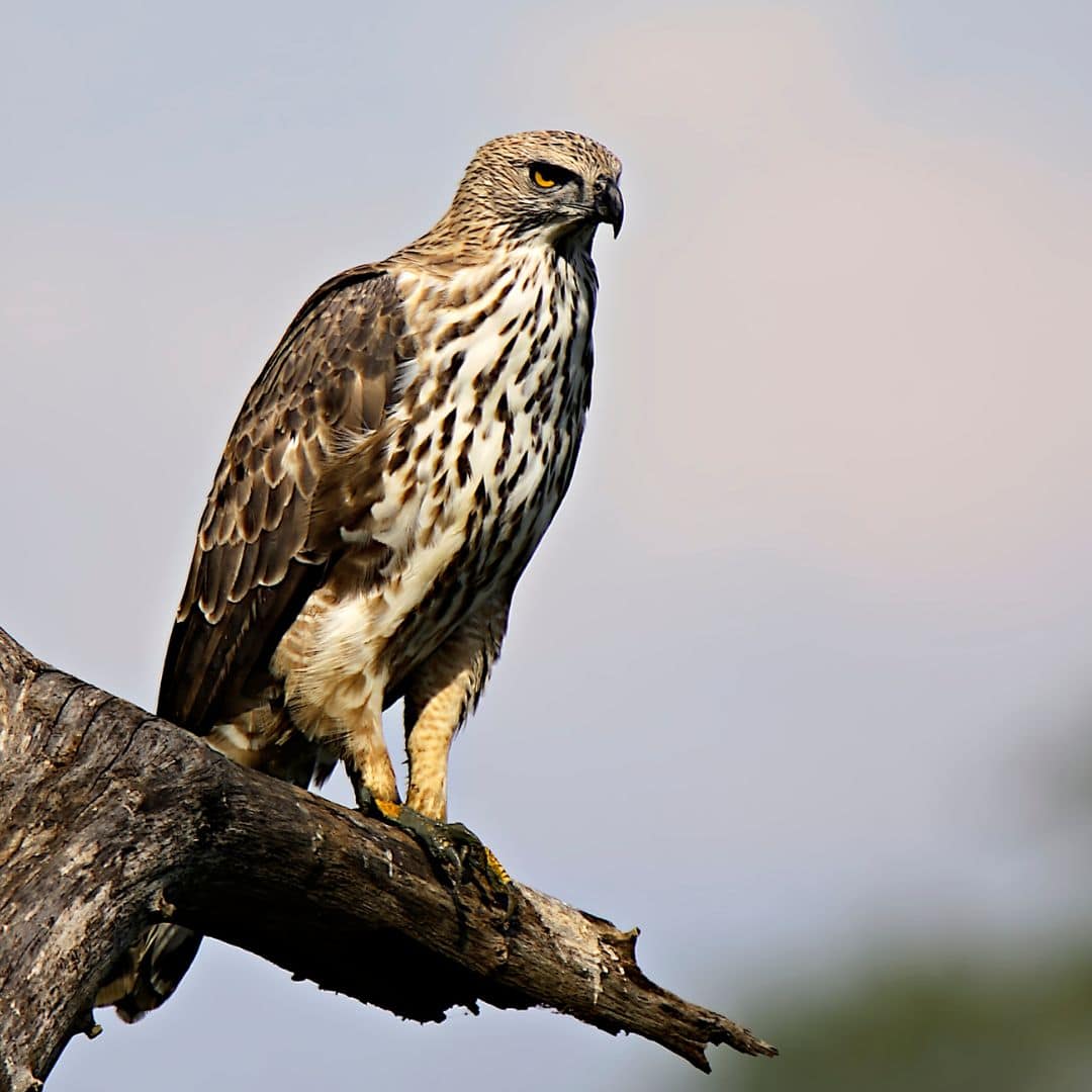 A hawk sits on a branch in the sky, surrounded by the natural beauty of Kaziranga National Park, India A hawk sits on a branch in the sky surrounded by the natural beauty of Kaziranga National park India