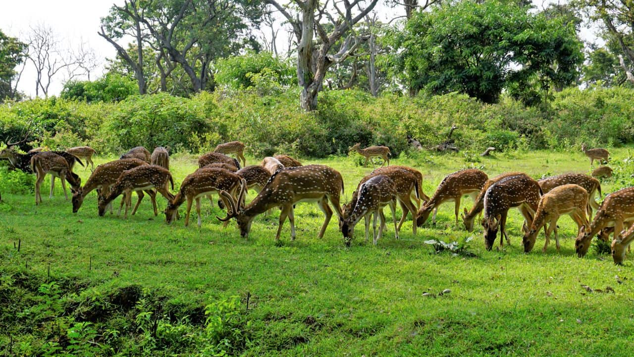 A-herd-of-deer-grazing-on-grass-in-Bandipur-National-Park-India-surrounded-by-lush-forest-scenery.jpg