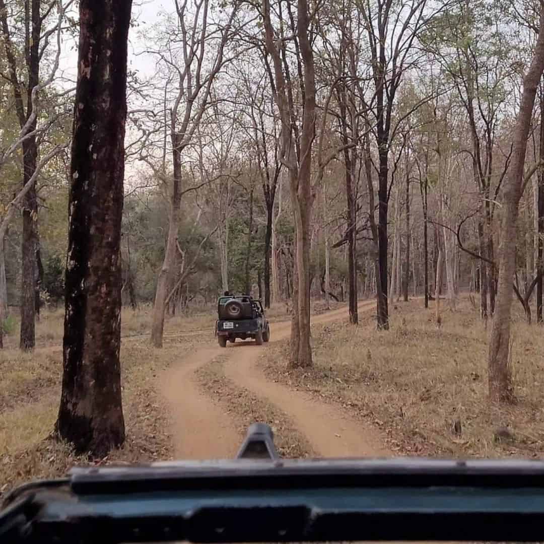 A jeep driving along a dirt path surrounded by dense trees in Satpura National Park A jeep driving a long a path surrounded by dense trees in Satpura National park