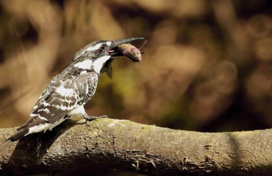 A-large-beaked-bird-perched-on-a-branch-at-Ranganathittu-Bird-Sanctuary-in-India-555x360.jpg