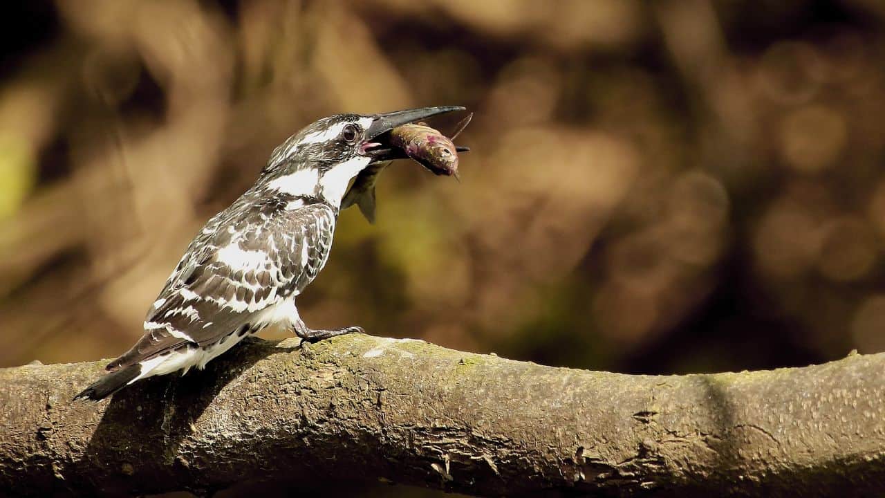 A-large-beaked-bird-perched-on-a-branch-at-Ranganathittu-Bird-Sanctuary-in-India.jpg