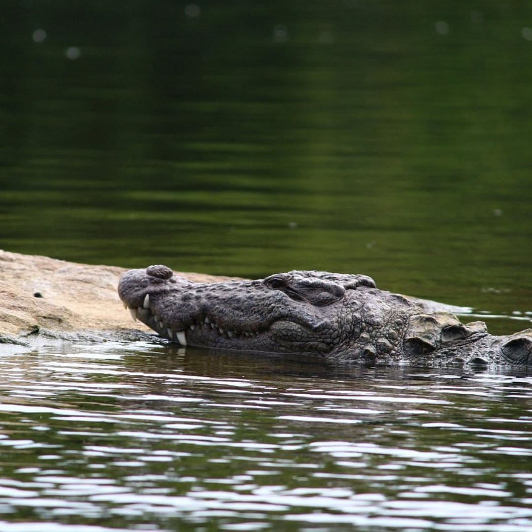 A large crocodile is seen resting on a log in the water at Ranganathittu Bird Sanctuary, India A large crocodile is seen resting on a log in the water at Ranganathittu Bird Sanctuary India