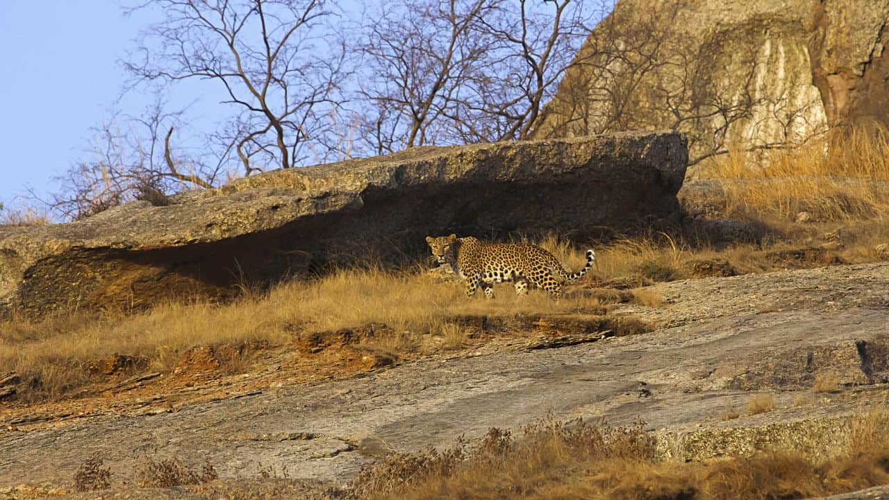 A-leopard-is-poised-on-a-rocky-hillside-in-Bera-India.jpg