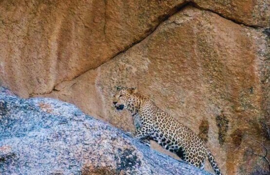 A-leopard-is-seen-walking-on-a-rock-in-the-wild-showcasing-the-natural-beauty-of-Bera-India-555x360.jpg