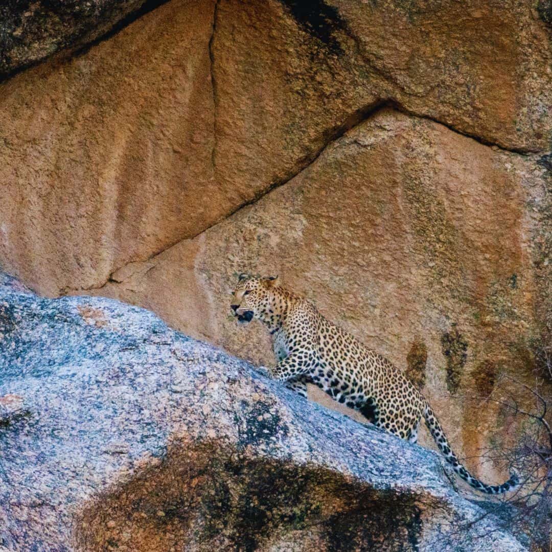 A leopard is seen walking on a rock in the wild, showcasing the natural beauty of Bera, India A leopard is seen walking on a rock in the wild, showcasing the natural beauty of Bera, India