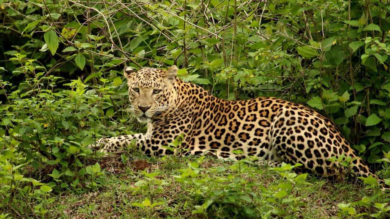 A-leopard-sits-in-the-grass-surrounded-by-bushes-in-Bandipur-National-Park-India.jpg