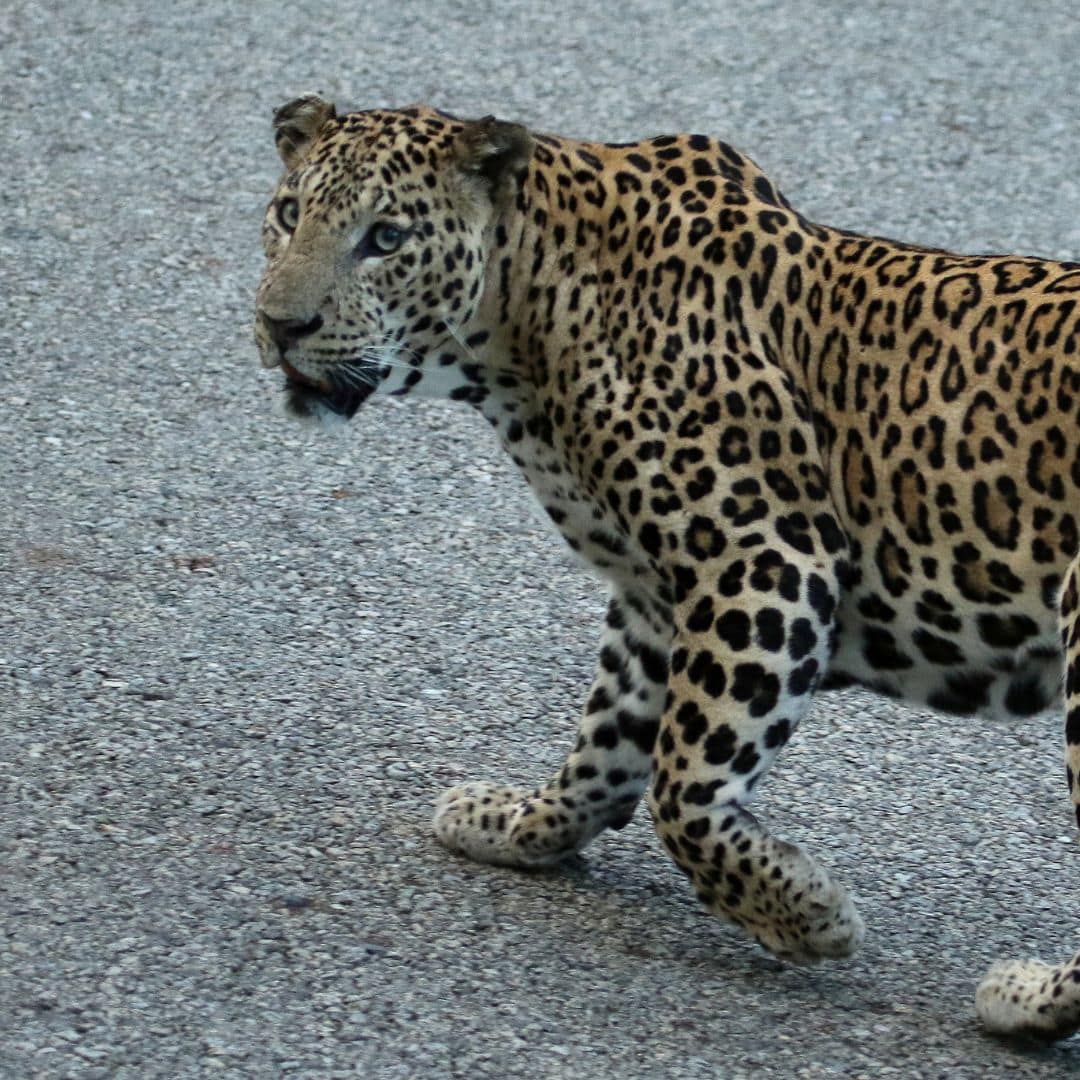 A leopard walking across a paved road in Nagarhole National Park, India A leopard walking across a paved road in Nagarhole National Park India
