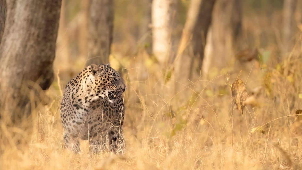 A-leopard-walking-through-tall-grass-in-Pench-National-Park-India.jpg